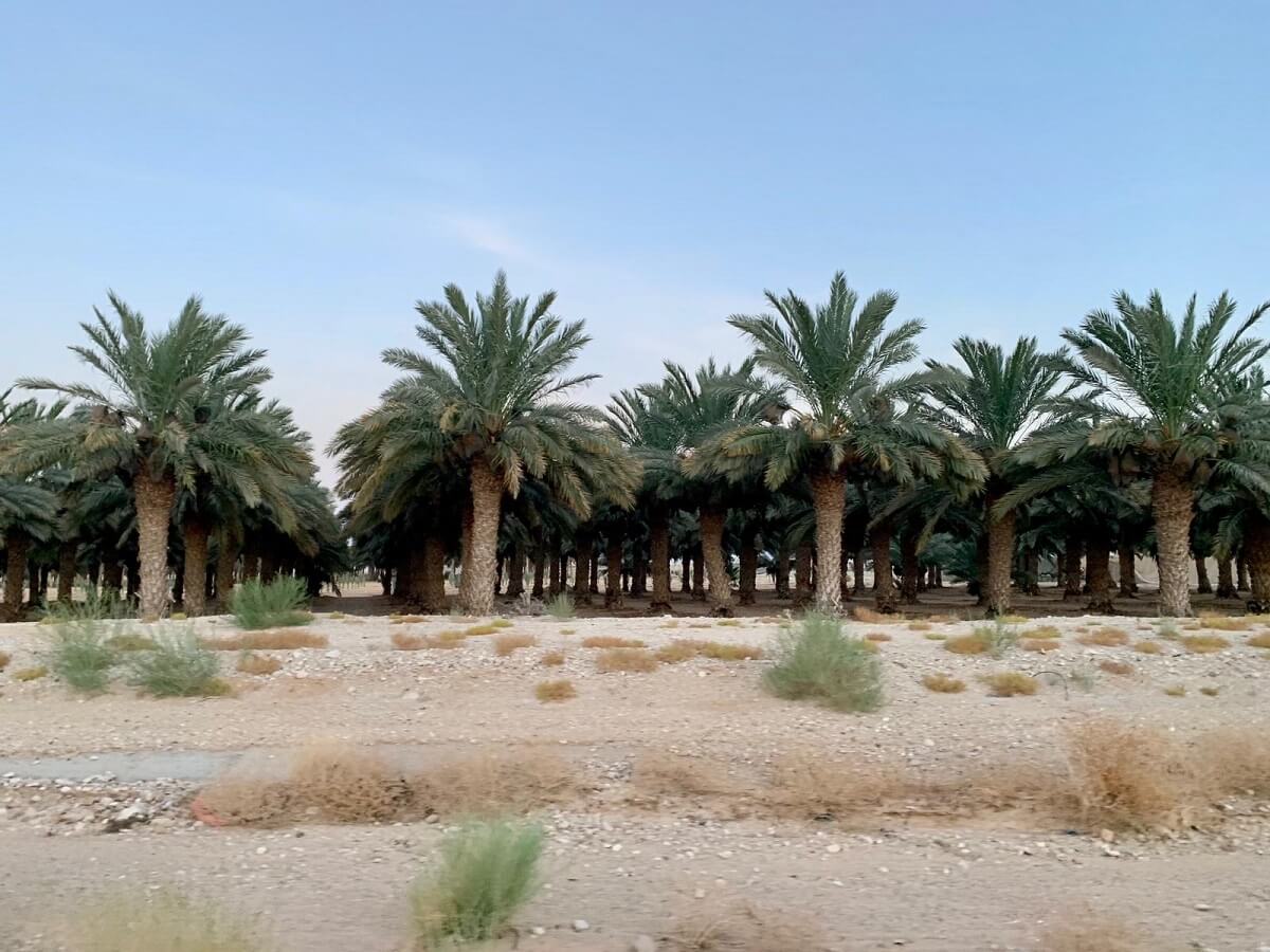 מטע תמרים בעין יהב