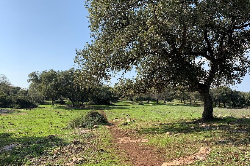 שמורת אלוני אבא