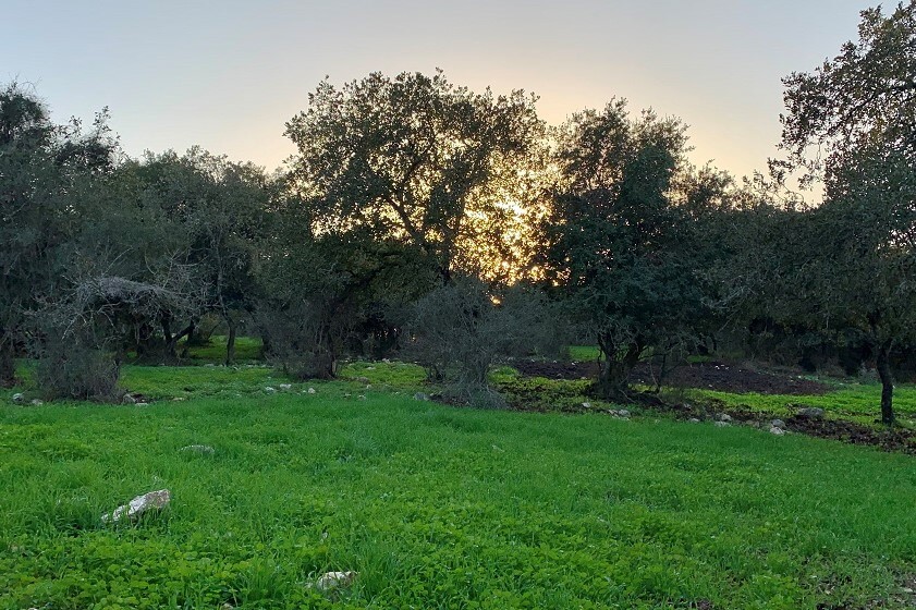 יער ציפורי