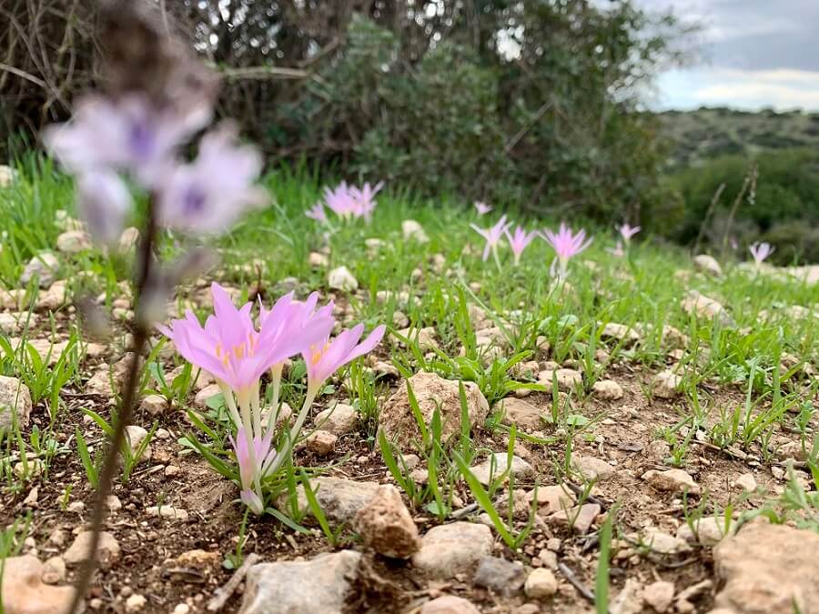 סתוניות בתל גודד פארק בריטניה