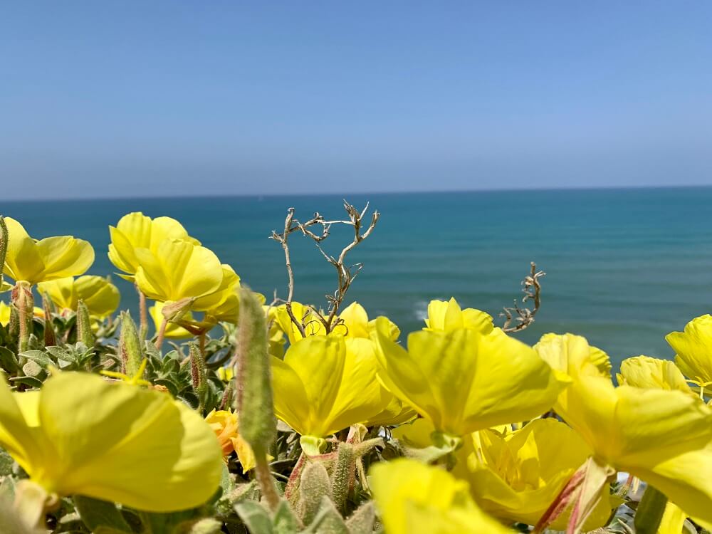 שמורת טבע חוף השרון