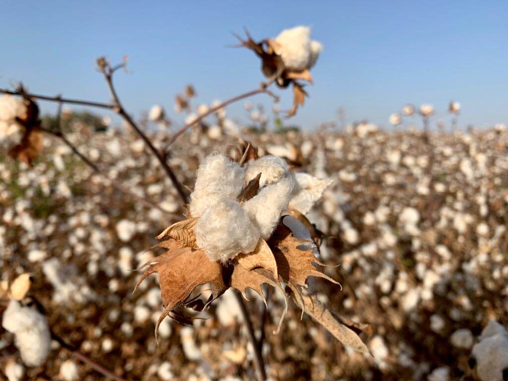 שדה כותנה בנגב המערבי